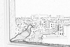 pigeon_sketch