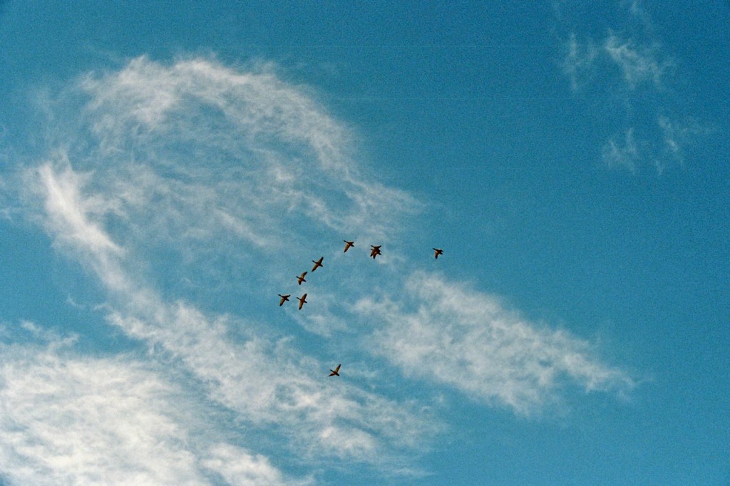 Geese